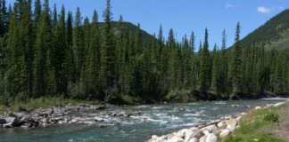 The Ballad of Calgary Joe